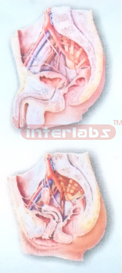 HUMAN ARTERIES MODEL OF THE MALE & FEMALE PELVIC CAVITY (MEDIAN SAGITTAL SECTION)